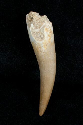 Inch Plesiosaur Tooth #4054